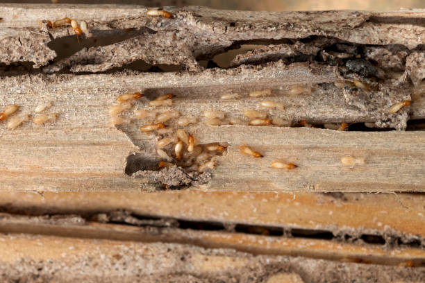 Best Flea Control Services  in Allentown, NJ